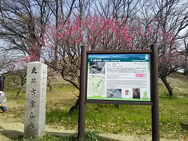 写真：登れる古墳　小室山古墳の梅の花と案内板